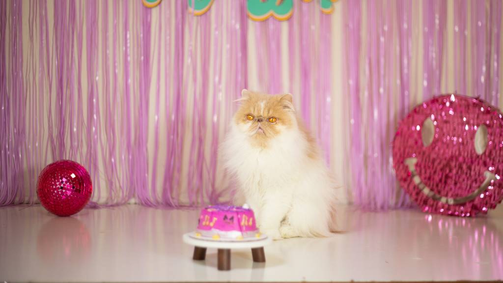 Party tips for cats