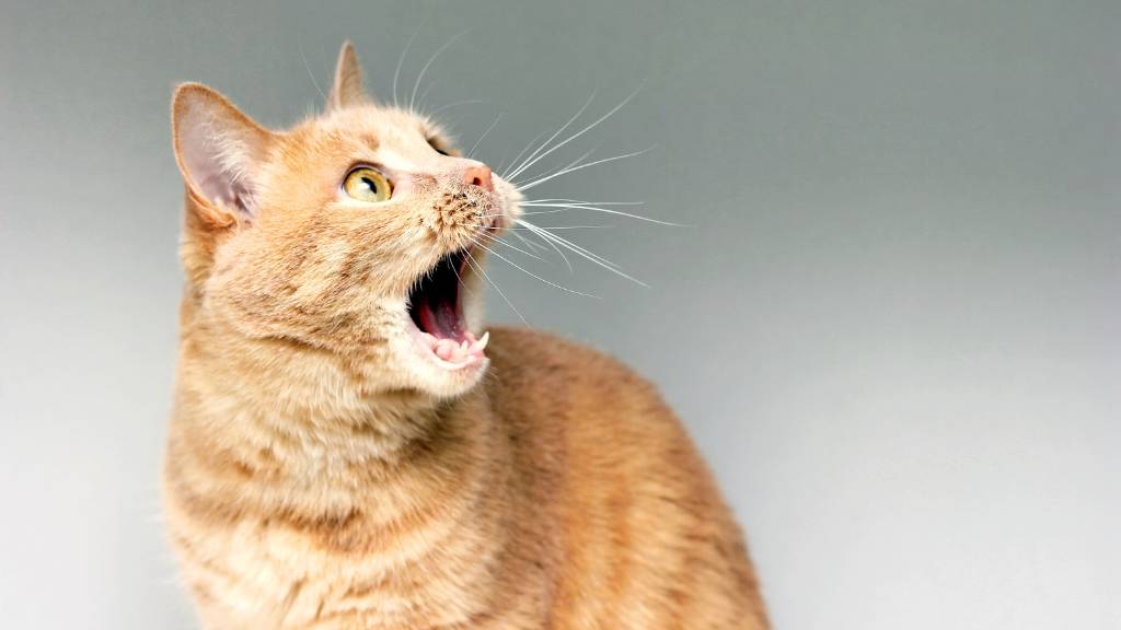 Ways to celebrate cats
