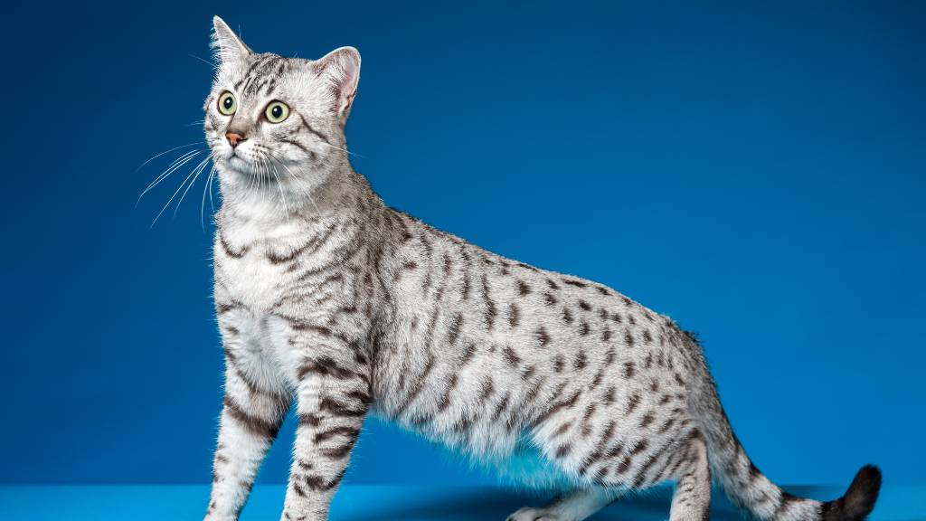 ancient spotted cat lineage
