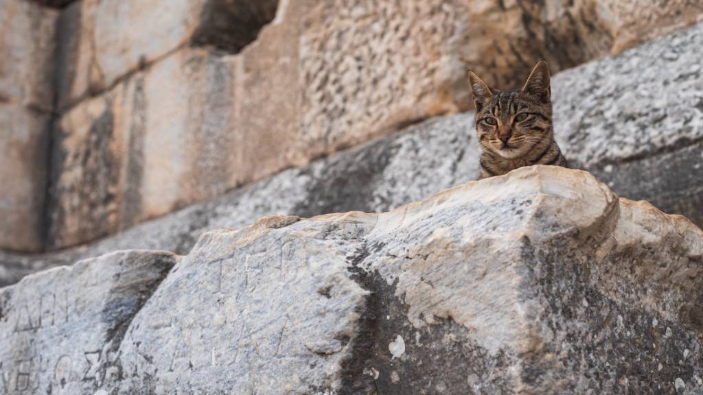 cat near historical stone ruins