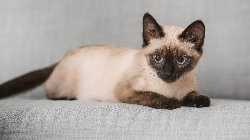 cat resting on a couch