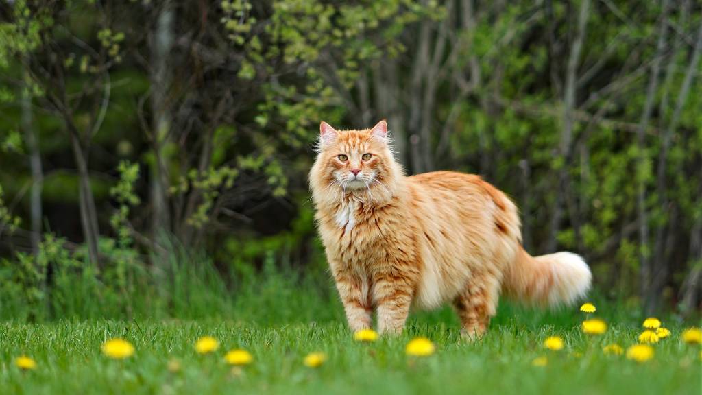 cat standing on grass