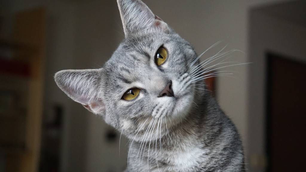 cat with tilted head