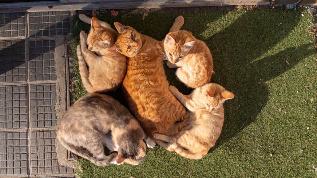 cats gathering at party
