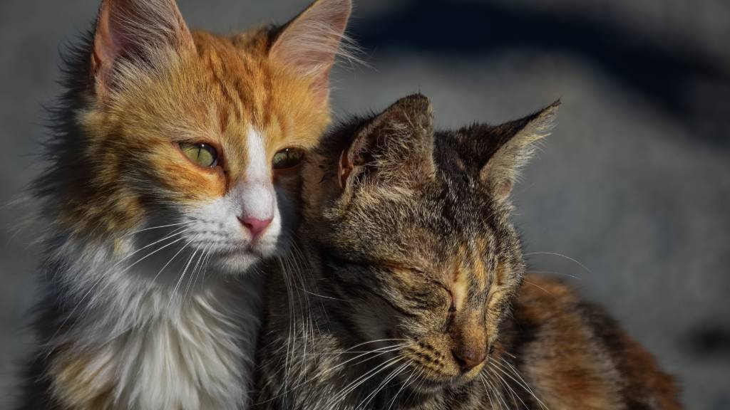 cats with distinct fur colors and textures