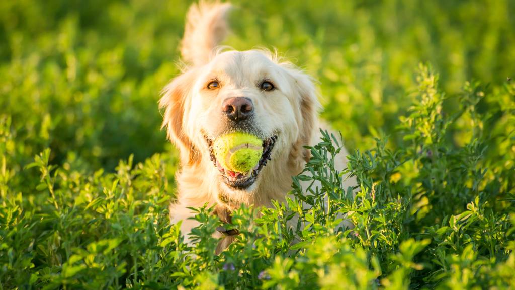 dog playing with birthday toy