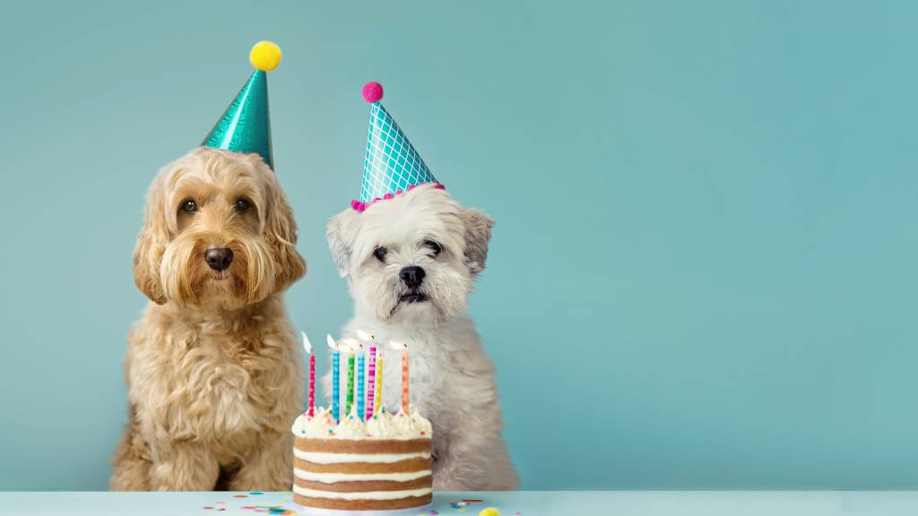 dogs with birthday hats
