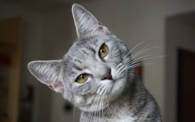 History of Cats That Changed Human History Too