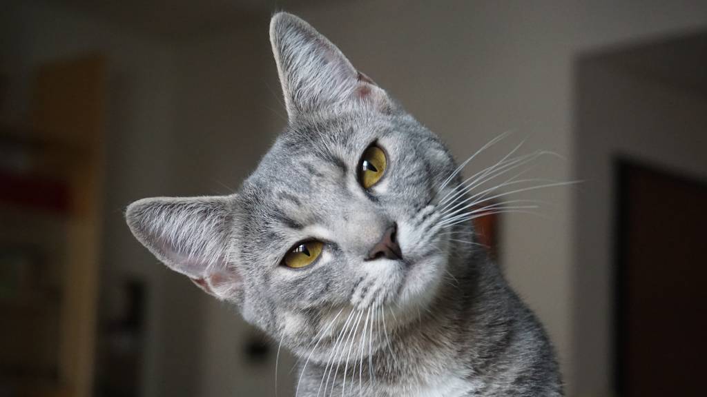 early domesticated cat behavior