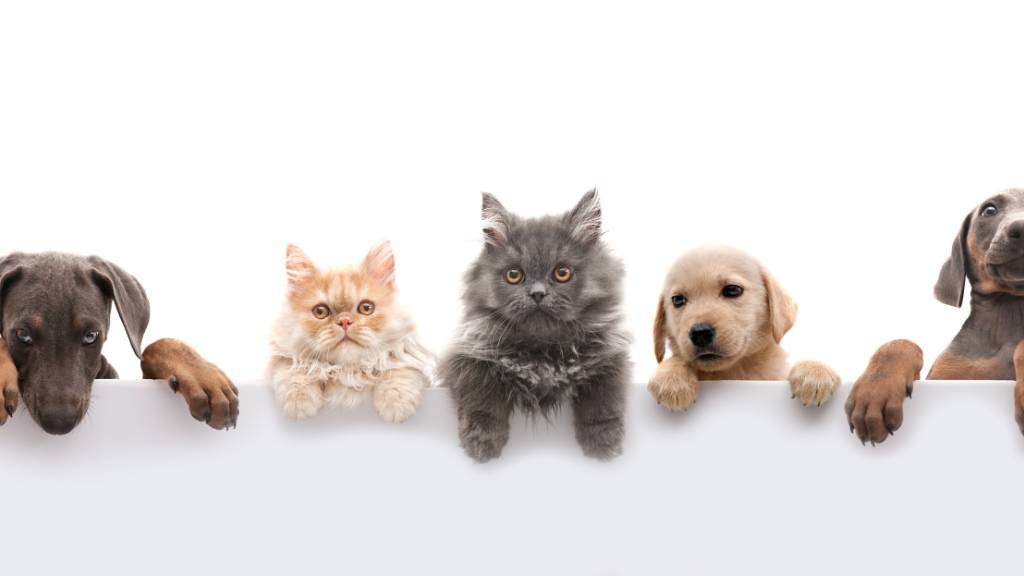 group of kittens and puppies photoshoot