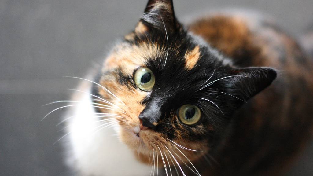 mystery in feline evolution