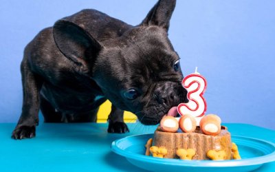 Pet Birthday Ideas for Dogs, Cats & More Will Love