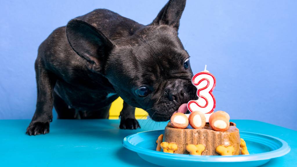 pet birthday ideas