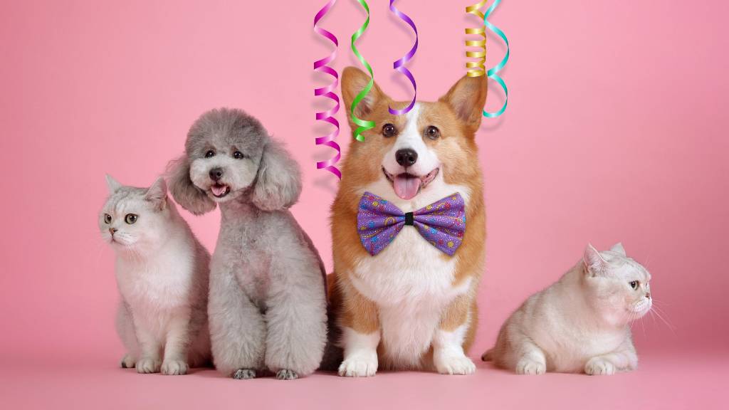 pets in party outfits