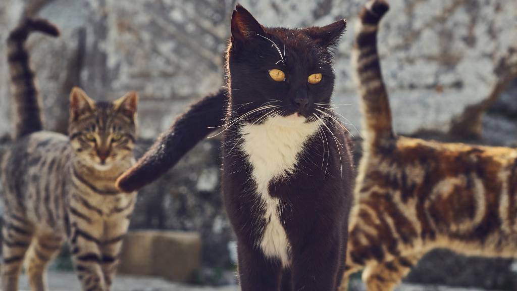 street cats with global ancestry