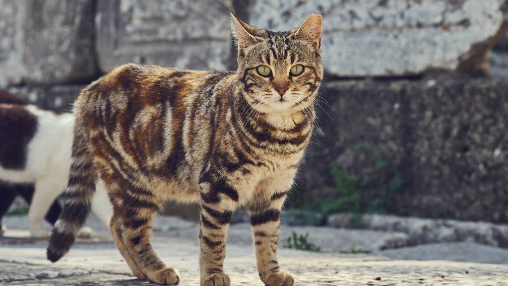 striped cats with ancient traits
