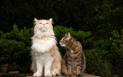 What Kind of Cat Do I Have? Breed Hints You’ll Love