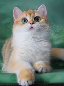 Новый проект (1)