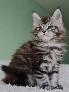 Новый проект (1)