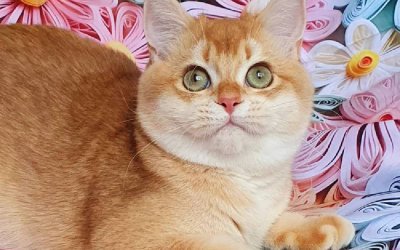 Oscar