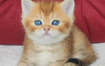 Oscar