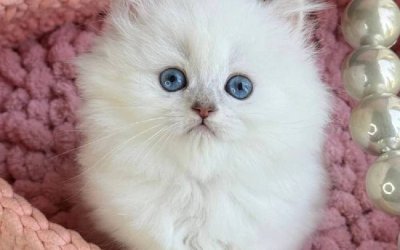 Nala
