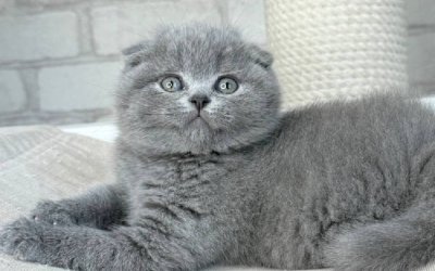 Oscar