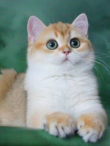 Новый проект (2)