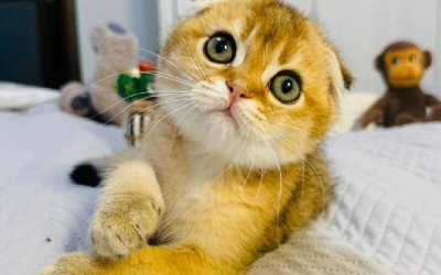 Kovu