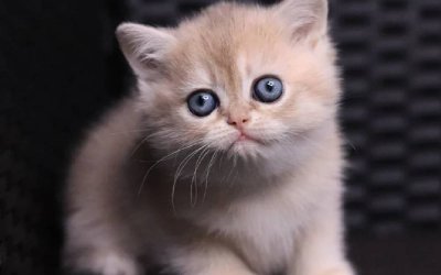 JuJu