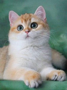 Новый проект (3)