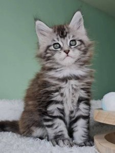 Новый проект (3)