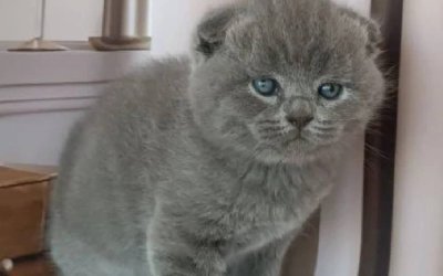 Amur