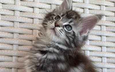 Lilu
