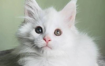 Nora