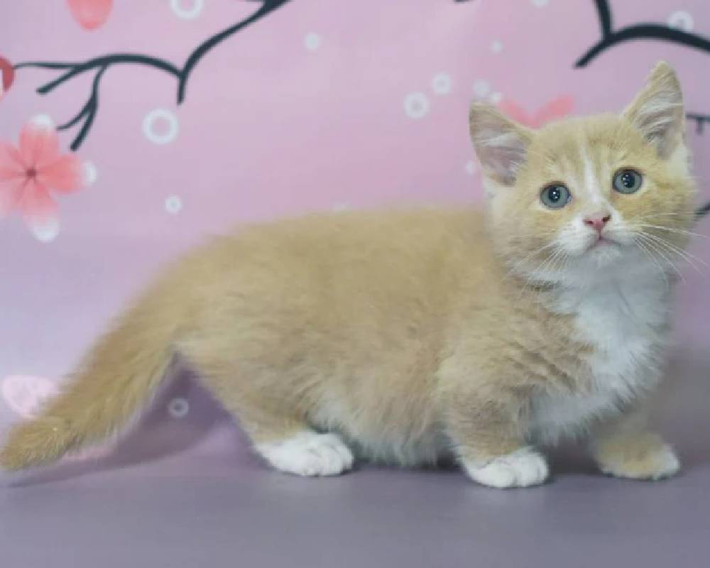 Adopt a Munchkin Cat: Discover the Perfect Petite Companion