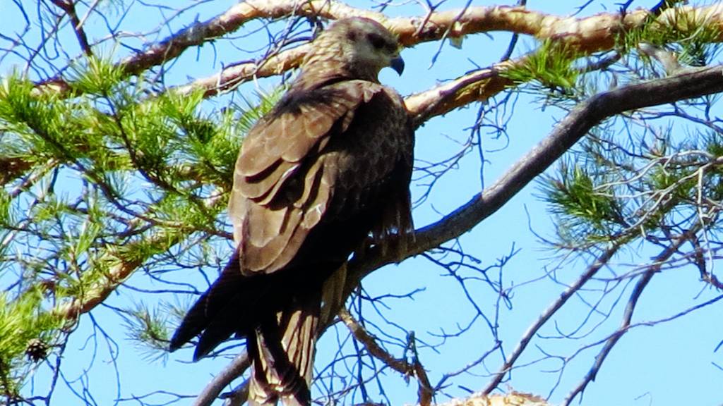 bird of prey spotting potential threat