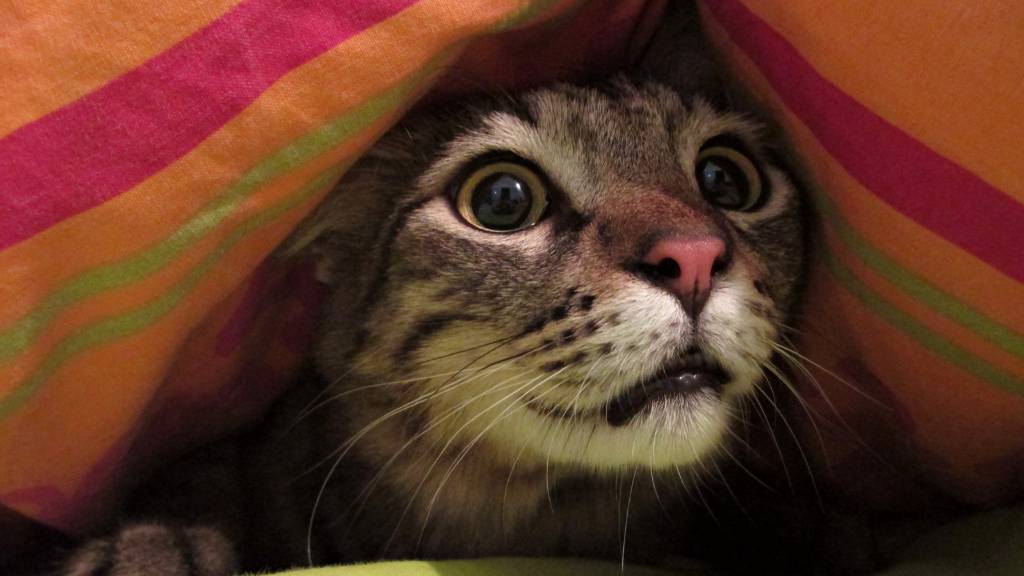 cat hiding from predators