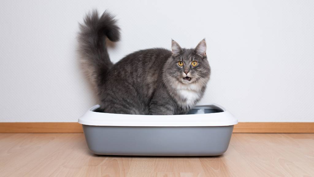 cat in a stained plastic litter box
