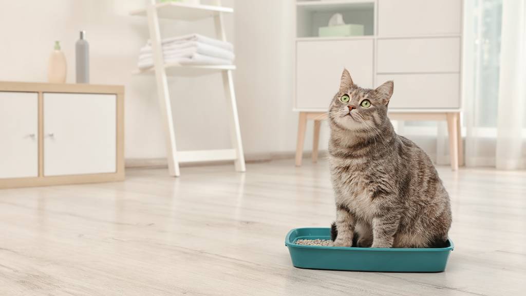 cat sitting in a worn litter box