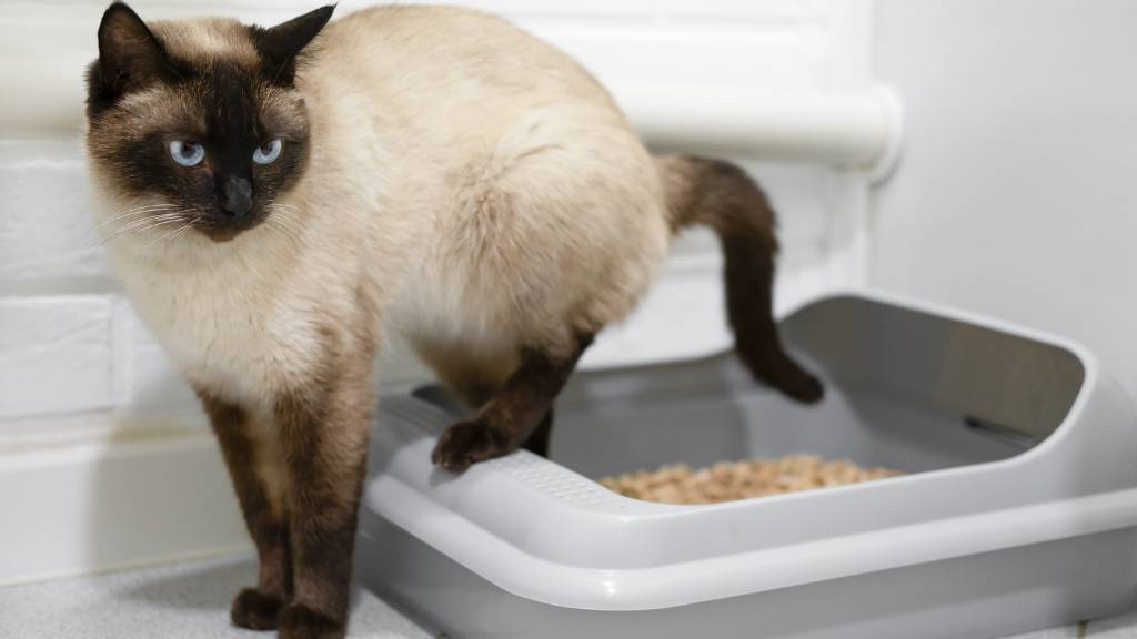 cat sniffing old litter box
