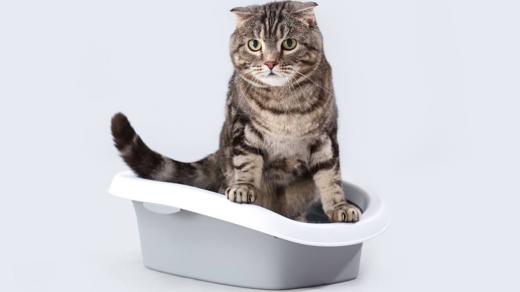 cat using a high-sided litter box