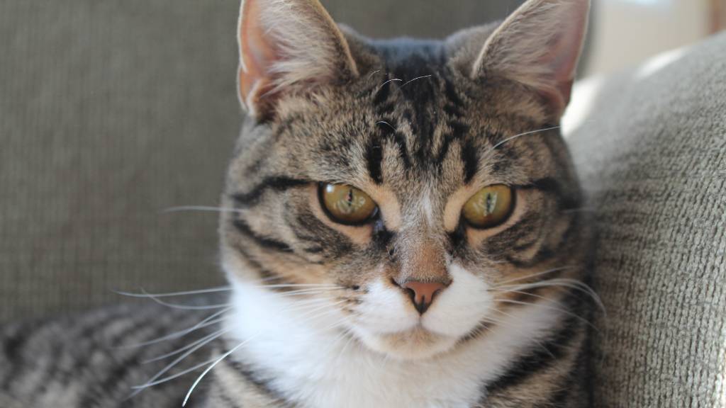 chubby tabby resting