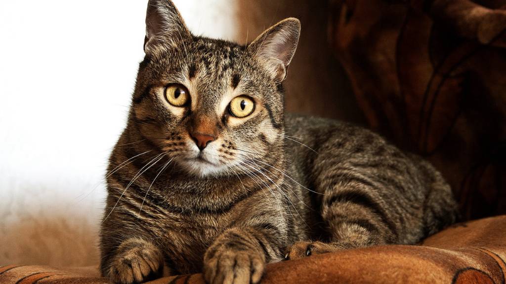 classic striped tabby