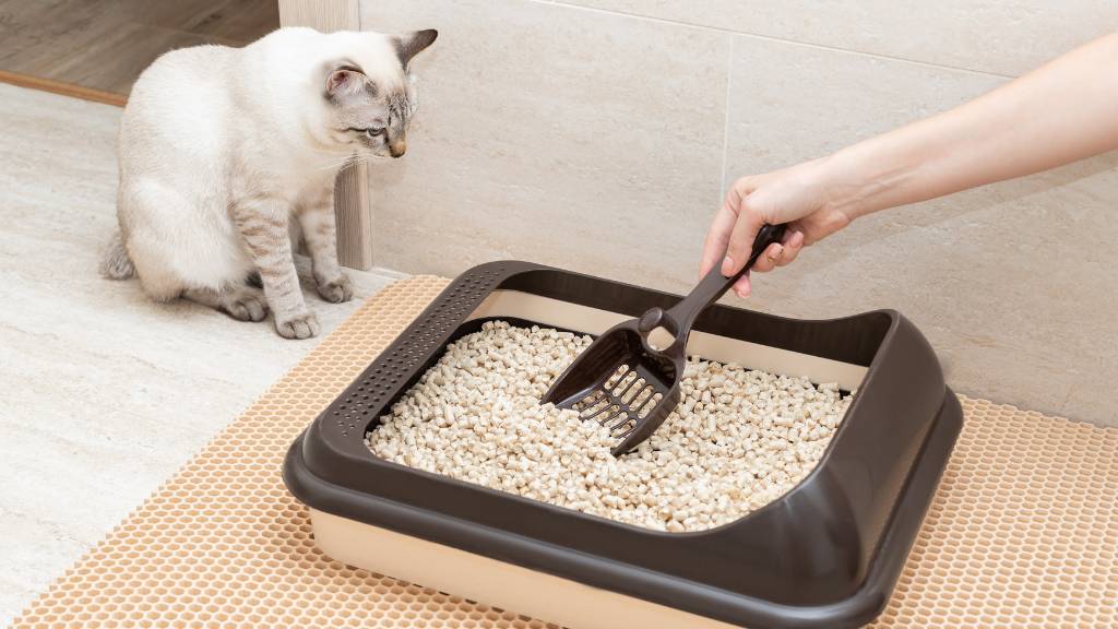 cleaning used litter from box