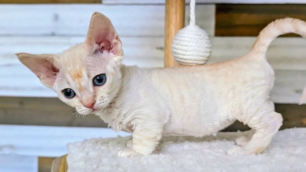 cream-colored kitten