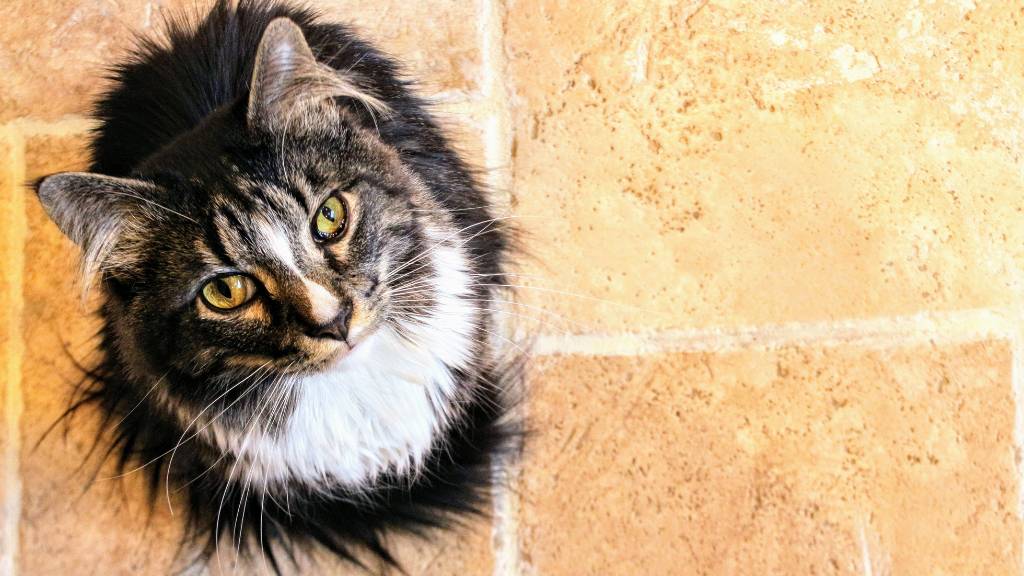 curious black maine coon