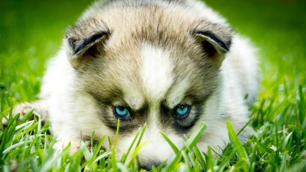 dog staring at hidden cat