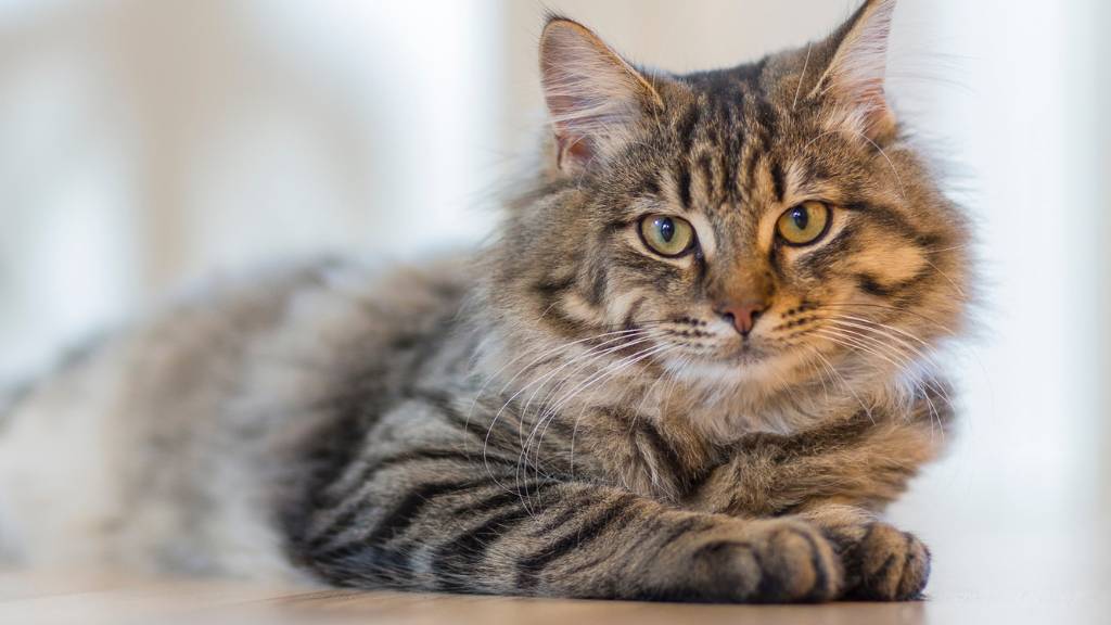 fluffy tabby cat pose