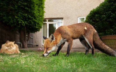 Do Foxes Eat Cats? The Quiet Threat Outside